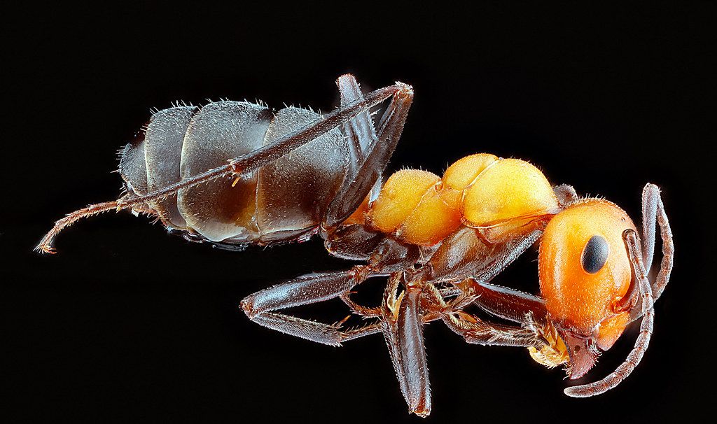 Ant Control service in Fort Smith, AR