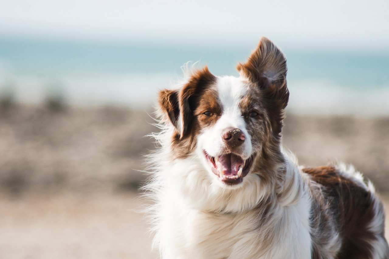 Flea & Tick Control service in Fort Smith, AR