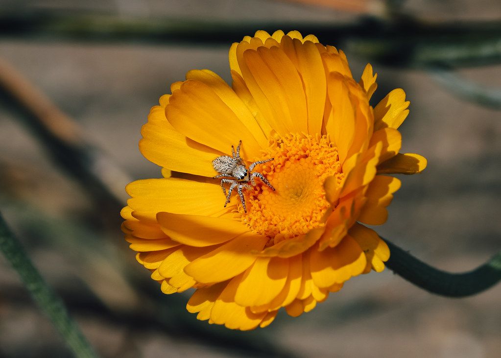 Spider Control service in Fort Smith, AR